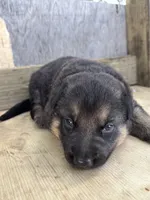 Thunder, a male German Shepherd Dog for sale in Wakarusa, IN – 5 of 7