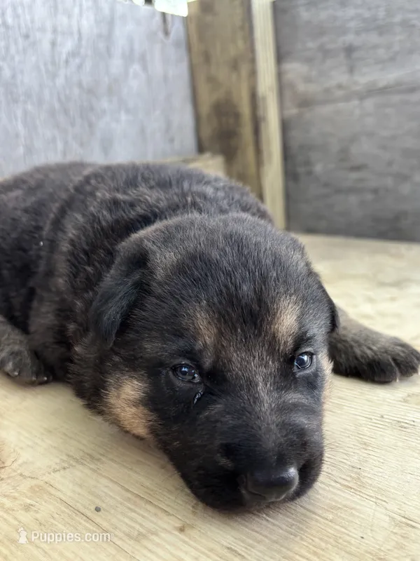 Thunder – German Shepherd Dog puppy for sale in Wakarusa, IN
