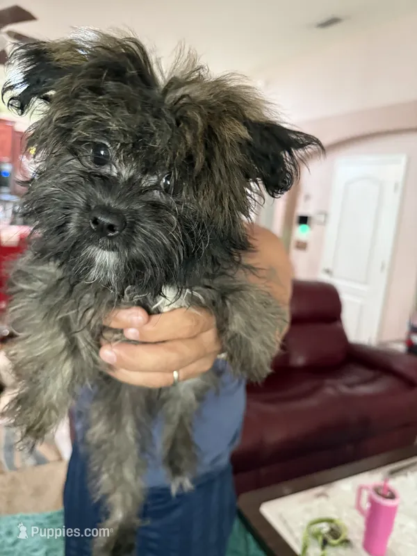 Kumo – Pomeranian, Shih Tzu puppy for sale in Hudson, FL