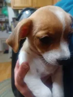 Have not named, a male Jack Russell Terrier for sale in Reno, NV – 4 of 8