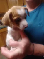 Have not named, a male Jack Russell Terrier for sale in Reno, NV – 6 of 8