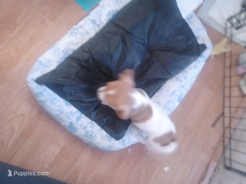 Have not named – Jack Russell Terrier puppy for sale in Reno, NV