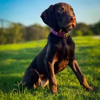 Sunflower ( Weizsla ), a female Vizsla and Weimaraner for sale in Jemison, AL – Photo 1 of 6