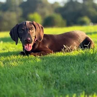 Sunflower ( Weizsla ), a female Vizsla and Weimaraner for sale in Jemison, AL – Photo 3 of 6