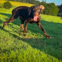 Sunflower ( Weizsla ), a female Vizsla and Weimaraner for sale in Jemison, AL – Photo 4 of 6