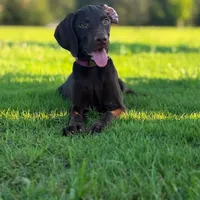 Sunflower ( Weizsla ), a female Vizsla and Weimaraner for sale in Jemison, AL – Photo 2 of 6