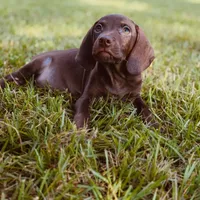 Sunflower ( Weizsla ), a female Vizsla and Weimaraner for sale in Jemison, AL – Photo 5 of 6