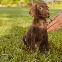 Sunflower ( Weizsla ), a female Vizsla and Weimaraner for sale in Jemison, AL – Photo 6 of 6