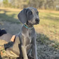 Kent, a male Weimaraner for sale in Jemison, AL – Photo 1 of 4