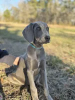 Kent, a male Weimaraner for sale in Jemison, AL – Photo 1 of 4