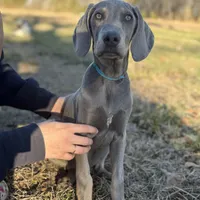Kent, a male Weimaraner for sale in Jemison, AL – Photo 3 of 4