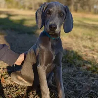 Kent, a male Weimaraner for sale in Jemison, AL – Photo 2 of 4