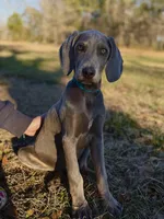 Kent, a male Weimaraner for sale in Jemison, AL – Photo 2 of 4