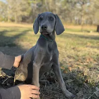Kent, a male Weimaraner for sale in Jemison, AL – Photo 4 of 4
