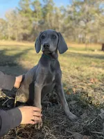 Kent, a male Weimaraner for sale in Jemison, AL – Photo 4 of 4