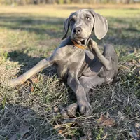 Remington, a male Weimaraner for sale in Jemison, AL – Photo 3 of 3