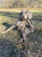 Remington, a male Weimaraner for sale in Jemison, AL – Photo 3 of 3