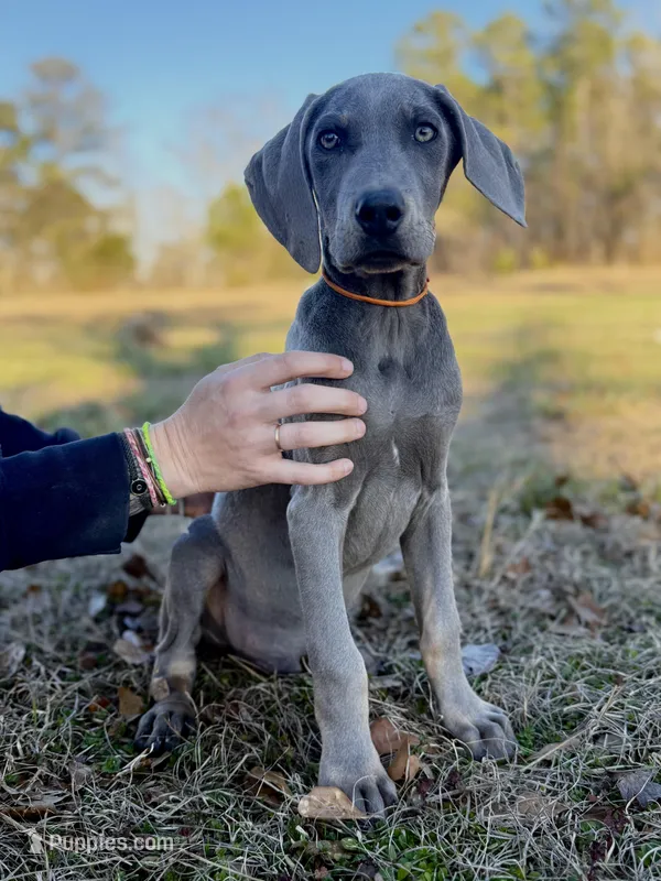 Remington, a male Weimaraner for sale in Jemison, AL – Photo 1 of 3