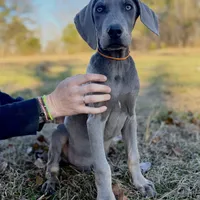 Remington, a male Weimaraner for sale in Jemison, AL – Photo 1 of 3