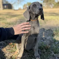 Remington, a male Weimaraner for sale in Jemison, AL – Photo 2 of 3