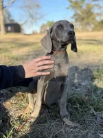 Remington, a male Weimaraner for sale in Jemison, AL – Photo 2 of 3