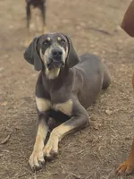 Milo, a male Weimaraner for sale in Jemison, AL – Photo 3 of 3