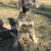 Milo, a male Weimaraner for sale in Jemison, AL – Photo 2 of 3