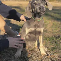 Milo, a male Weimaraner for sale in Jemison, AL – Photo 1 of 3