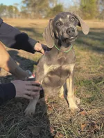 Milo, a male Weimaraner for sale in Jemison, AL – Photo 1 of 3