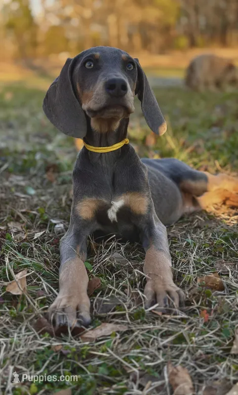 Twinkle (Mark of Hound)