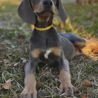 Twinkle (Mark of Hound), a female Weimaraner for sale in Jemison, AL – Photo 1 of 2