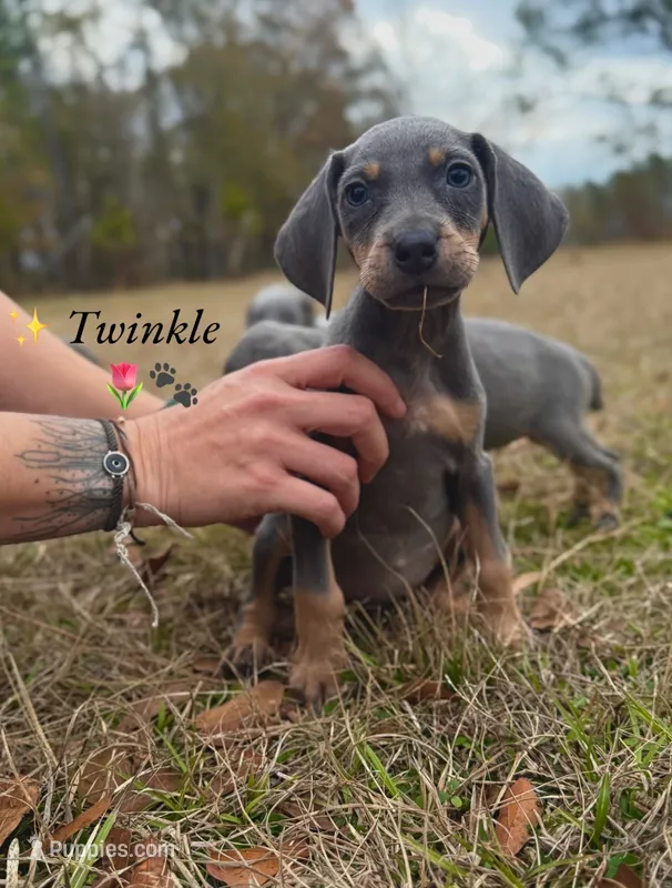 Twinkle (Mark of Hound)