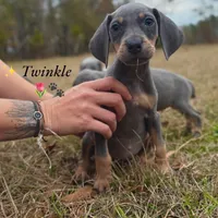 Twinkle (Mark of Hound), a female Weimaraner for sale in Jemison, AL – Photo 2 of 2