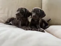 Box of Chocolates, a female Vizsla and Weimaraner for sale in Jemison, AL – Photo 4 of 4