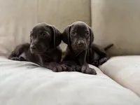 Box of Chocolates, a female Vizsla and Weimaraner for sale in Jemison, AL – Photo 1 of 4