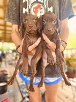 Box of Chocolates, a female Vizsla and Weimaraner for sale in Jemison, AL – Photo 3 of 4