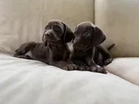 Box of Chocolates, a female Vizsla and Weimaraner for sale in Jemison, AL – Photo 2 of 4
