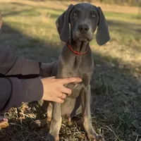 Rover, a male Weimaraner for sale in Jemison, AL – Photo 3 of 3