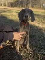 Rover, a male Weimaraner for sale in Jemison, AL – Photo 3 of 3