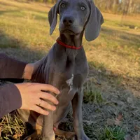 Rover, a male Weimaraner for sale in Jemison, AL – Photo 1 of 3