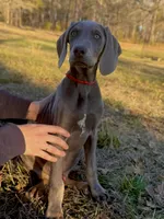Rover, a male Weimaraner for sale in Jemison, AL – Photo 1 of 3