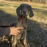 Rover, a male Weimaraner for sale in Jemison, AL – Photo 2 of 3