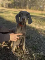 Rover, a male Weimaraner for sale in Jemison, AL – Photo 2 of 3