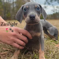 Twilight, a female Weimaraner for sale in Jemison, AL – Photo 3 of 3