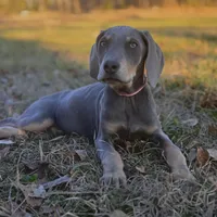 Twilight, a female Weimaraner for sale in Jemison, AL – Photo 2 of 3