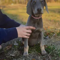 Twilight, a female Weimaraner for sale in Jemison, AL – Photo 1 of 3