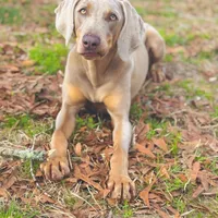 MOH Weimaraners, a  Weimaraner for sale in Jemison, AL – Photo 8 of 8