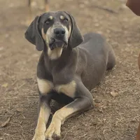 MOH Weimaraners, a  Weimaraner for sale in Jemison, AL – Photo 4 of 8