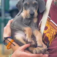 MOH Weimaraners, a  Weimaraner for sale in Jemison, AL – Photo 3 of 8