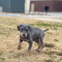 MOH Weimaraners, a  Weimaraner for sale in Jemison, AL – Photo 5 of 8